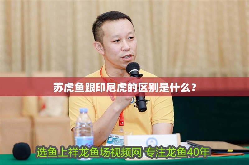 蘇虎魚跟印尼虎的區別是什么？