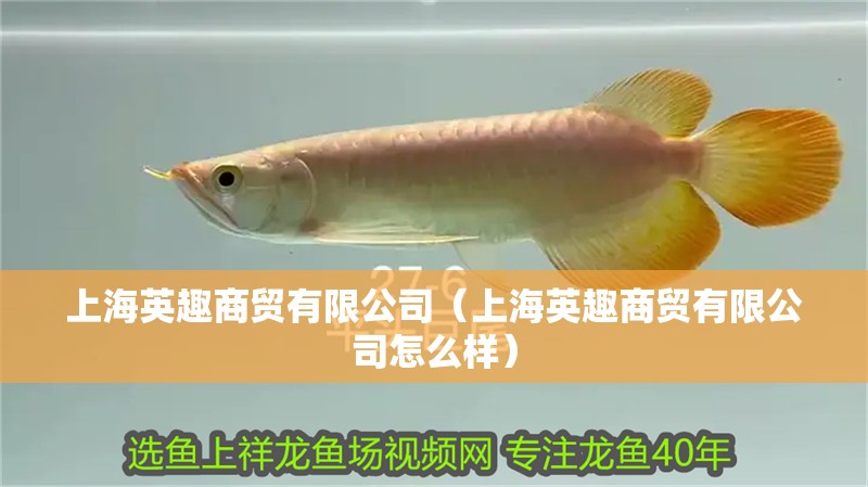上海英趣商貿有限公司（上海英趣商貿有限公司怎么樣）