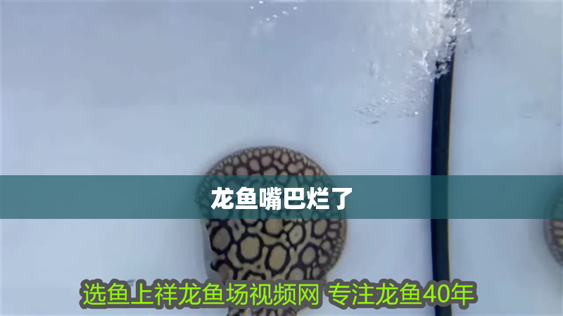 龍魚嘴巴爛了
