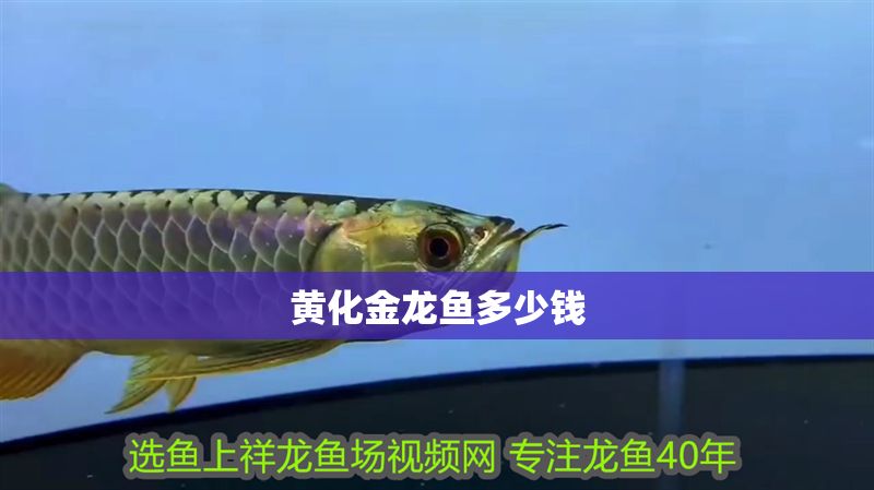 黃化金龍魚多少錢
