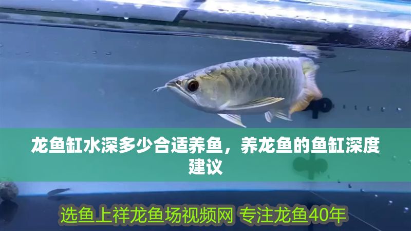 龍魚缸水深多少合適養魚，養龍魚的魚缸深度建議