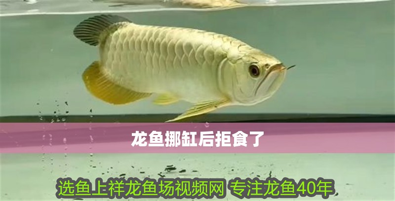 龍魚挪缸后拒食了