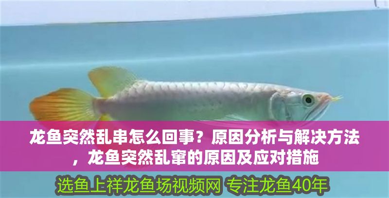 龍魚突然亂串怎么回事？原因分析與解決方法，龍魚突然亂竄的原因及應對措施