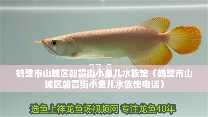 鶴壁市山城區朝霞街小魚兒水族館（鶴壁市山城區朝霞街小魚兒水族館電話）