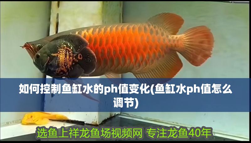 如何控制魚缸水的ph值變化(魚缸水ph值怎么調節)