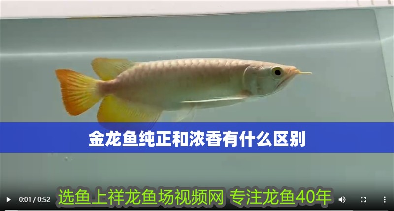 金龍魚(yú)純正和濃香有什么區(qū)別
