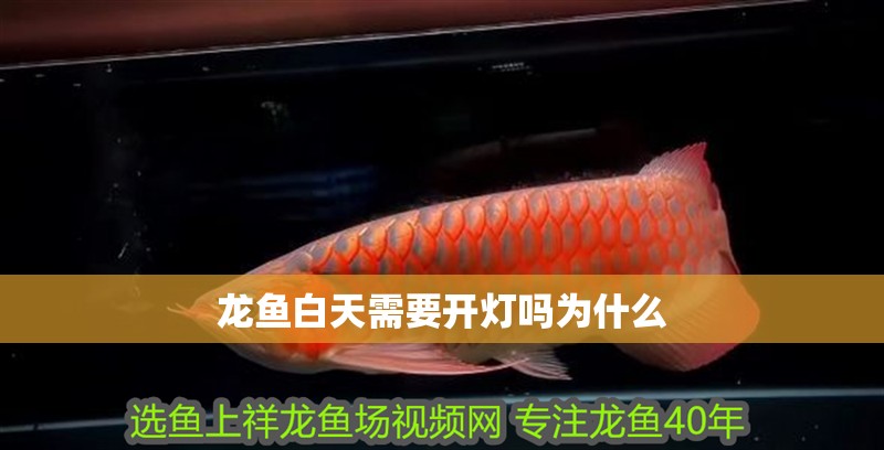 龍魚白天需要開燈嗎為什么
