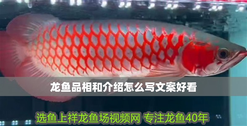 龍魚品相和介紹怎么寫文案好看