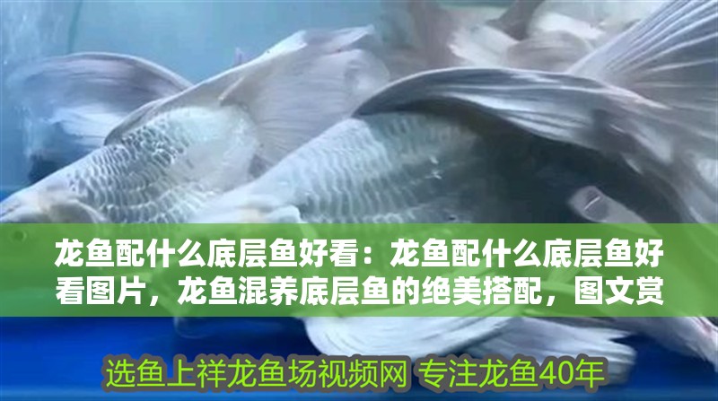 龍魚配什么底層魚好看：龍魚配什么底層魚好看圖片，龍魚混養(yǎng)底層魚的絕美搭配，圖文賞析