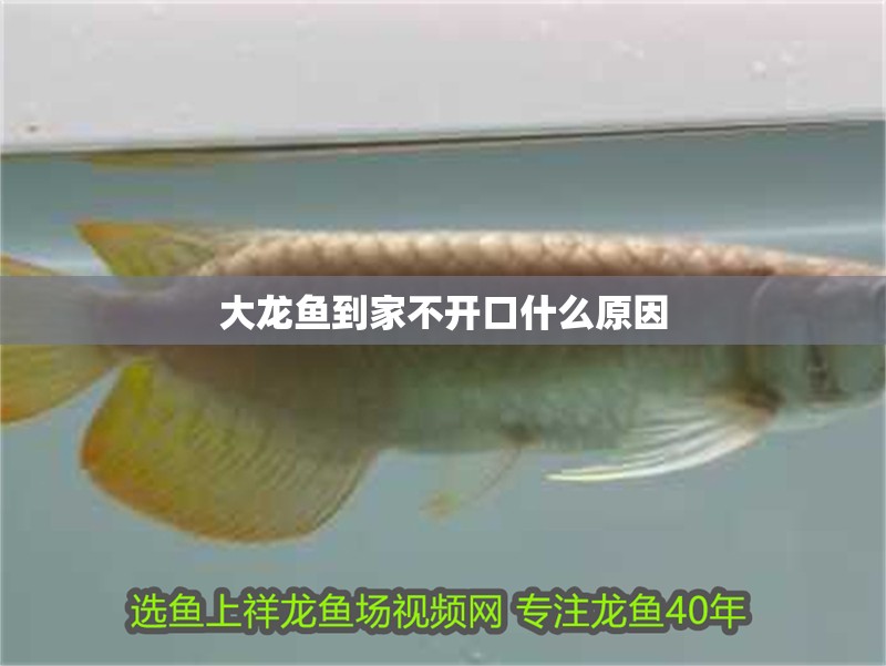 大龍魚到家不開口什么原因