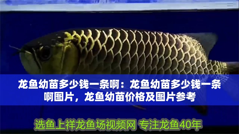 龍魚幼苗多少錢一條啊：龍魚幼苗多少錢一條啊圖片，龍魚幼苗價格及圖片參考