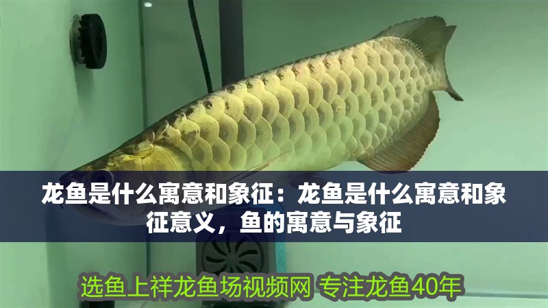 龍魚是什么寓意和象征：龍魚是什么寓意和象征意義，魚的寓意與象征