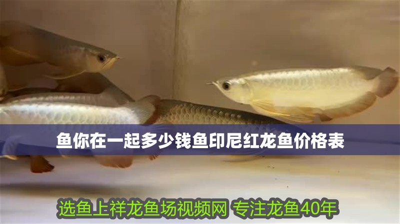 魚你在一起多少錢魚印尼紅龍魚價格表