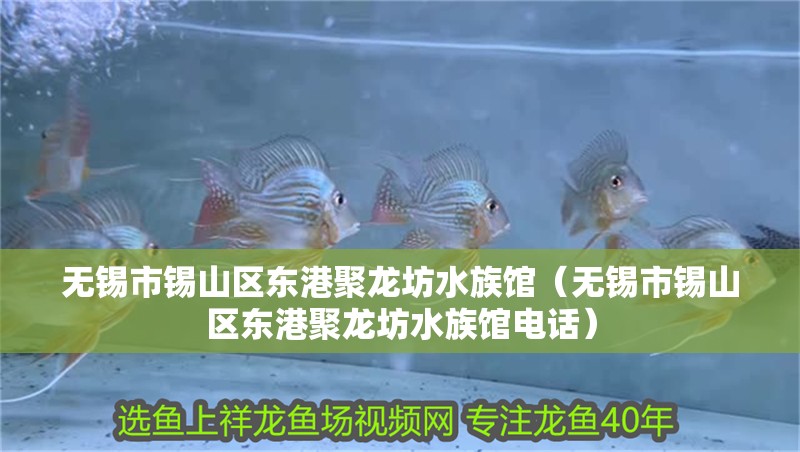 無(wú)錫市錫山區(qū)東港聚龍坊水族館（無(wú)錫市錫山區(qū)東港聚龍坊水族館電話）