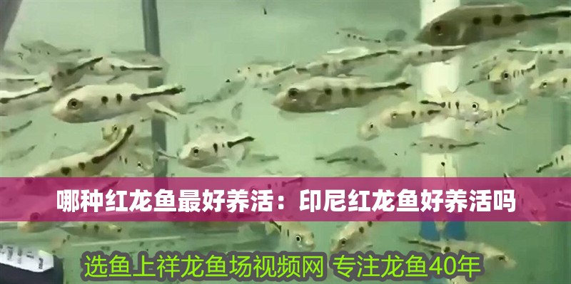 哪種紅龍魚最好養活：印尼紅龍魚好養活嗎