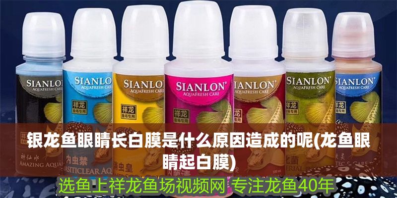 銀龍魚眼睛長白膜是什么原因造成的呢(龍魚眼睛起白膜)