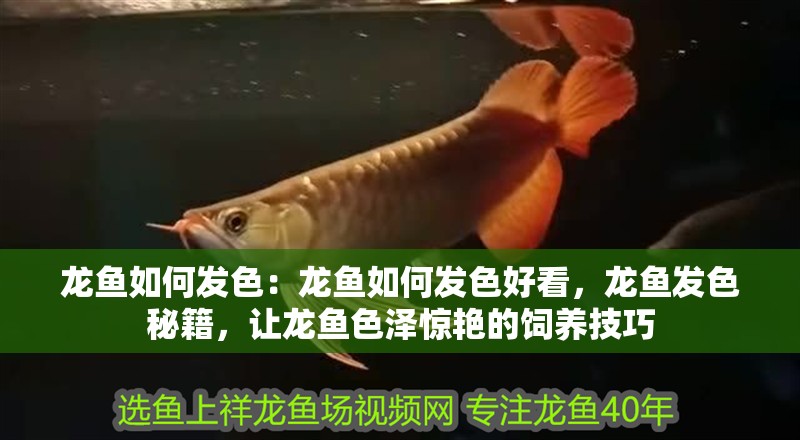 龍魚如何發色：龍魚如何發色好看，龍魚發色秘籍，讓龍魚色澤驚艷的飼養技巧