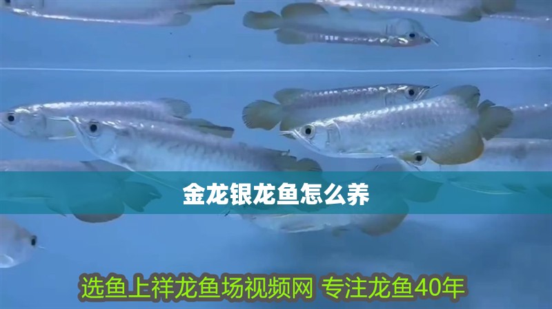 金龍銀龍魚怎么養(yǎng)