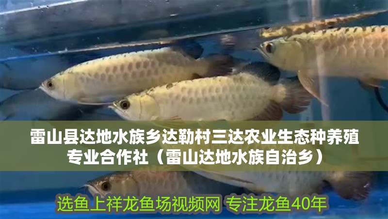 雷山縣達地水族鄉(xiāng)達勒村三達農業(yè)生態(tài)種養(yǎng)殖專業(yè)合作社（雷山達地水族自治鄉(xiāng)）