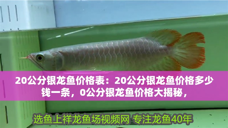 20公分銀龍魚價格表：20公分銀龍魚價格多少錢一條，0公分銀龍魚價格大揭秘，