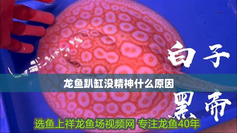 龍魚趴缸沒精神什么原因