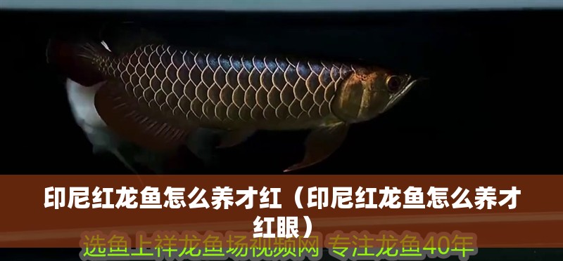 印尼紅龍魚怎么養(yǎng)才紅（印尼紅龍魚怎么養(yǎng)才紅眼）