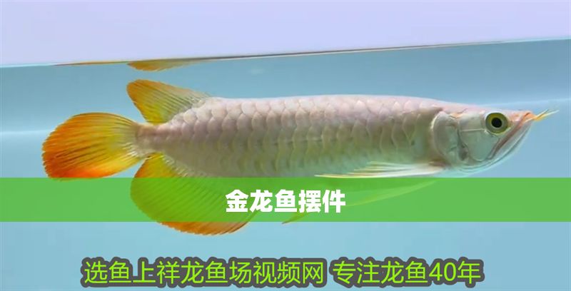 金龍魚擺件 金龍魚擺件 龍魚百科 第2張
