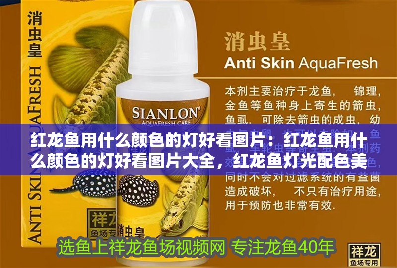 紅龍魚用什么顏色的燈好看圖片：紅龍魚用什么顏色的燈好看圖片大全，紅龍魚燈光配色美學，精選高清