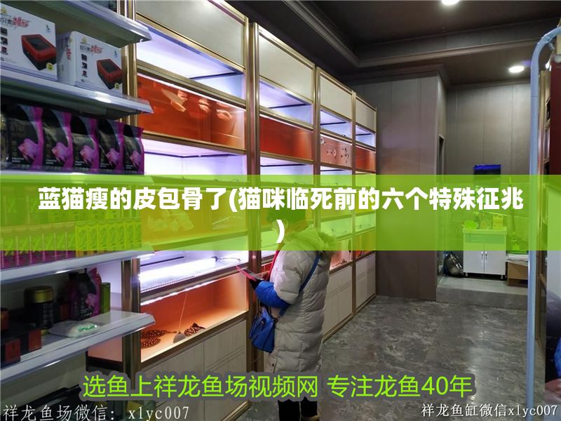 藍貓瘦的皮包骨了(貓咪臨死前的六個特殊征兆)