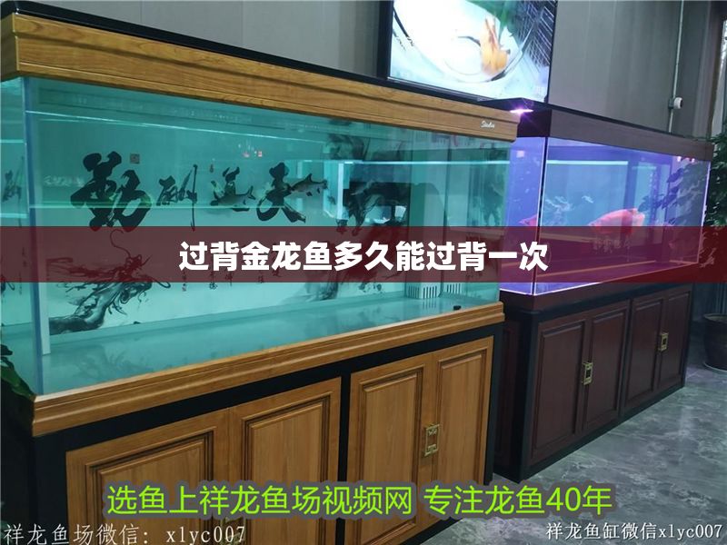 過背金龍魚多久能過背一次