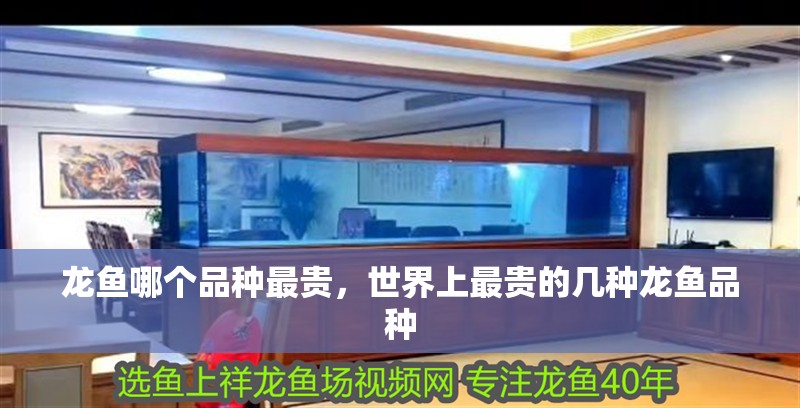 龍魚哪個(gè)品種最貴，世界上最貴的幾種龍魚品種