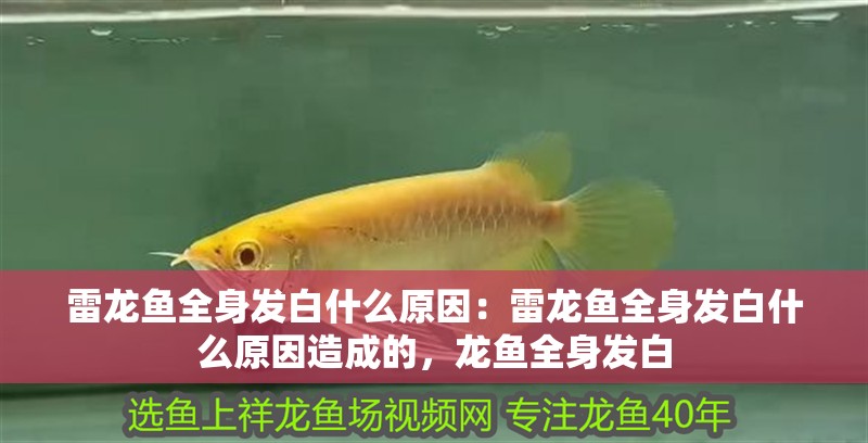雷龍魚全身發白什么原因：雷龍魚全身發白什么原因造成的，龍魚全身發白