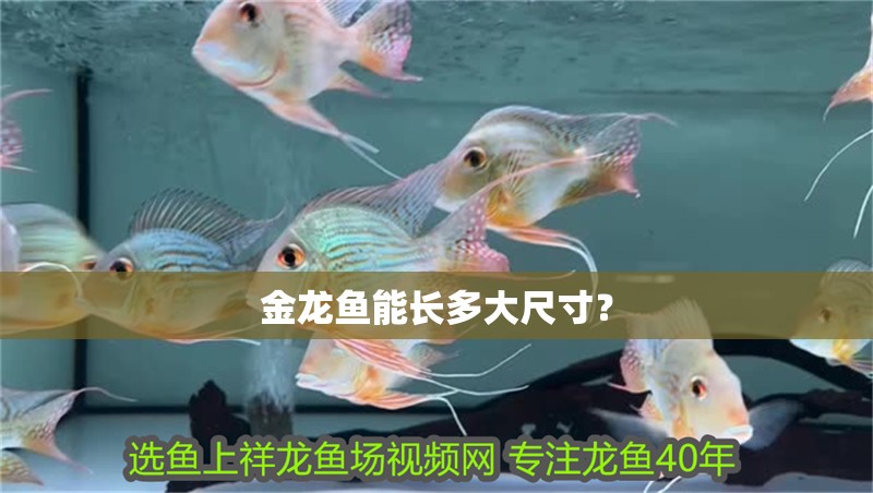 金龍魚能長多大尺寸？