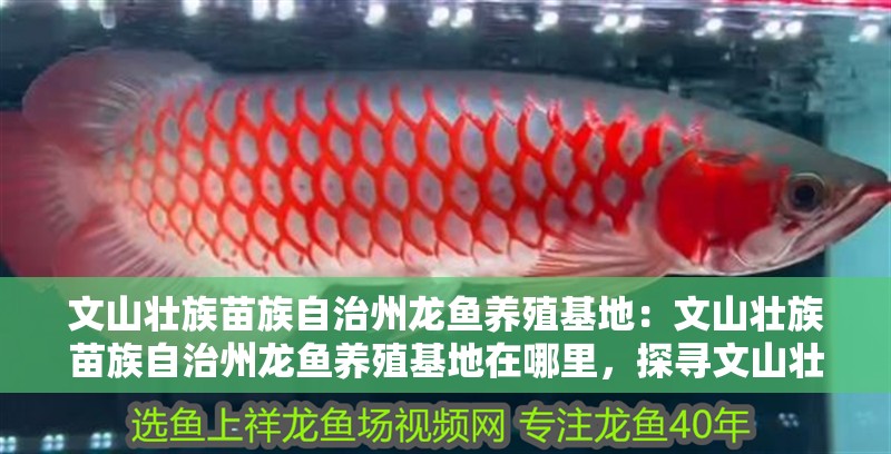 文山壯族苗族自治州龍魚養殖基地：文山壯族苗族自治州龍魚養殖基地在哪里，探尋文山壯族苗族自治州龍魚