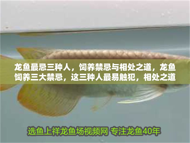 龍魚最忌三種人，飼養禁忌與相處之道，龍魚飼養三大禁忌，這三種人最易觸犯，相處之道需謹記
