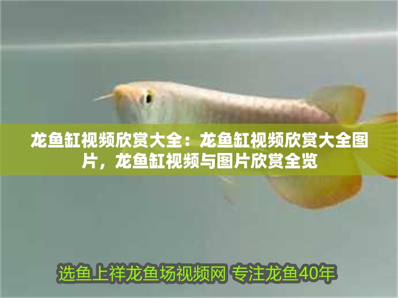 龍魚缸視頻欣賞大全：龍魚缸視頻欣賞大全圖片，龍魚缸視頻與圖片欣賞全覽