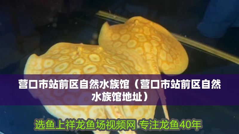 營口市站前區自然水族館（營口市站前區自然水族館地址）