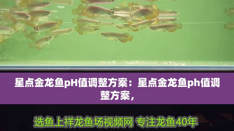 星點金龍魚pH值調整方案：星點金龍魚ph值調整方案，