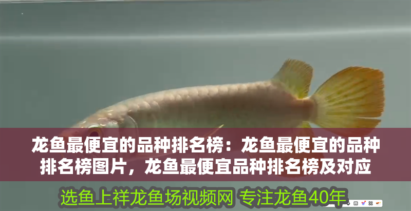 龍魚最便宜的品種排名榜：龍魚最便宜的品種排名榜圖片，龍魚最便宜品種排名榜及對應