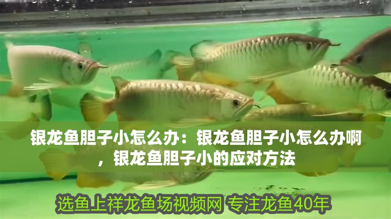 銀龍魚膽子小怎么辦：銀龍魚膽子小怎么辦啊，銀龍魚膽子小的應對方法