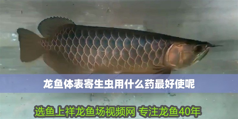 龍魚體表寄生蟲用什么藥最好使呢