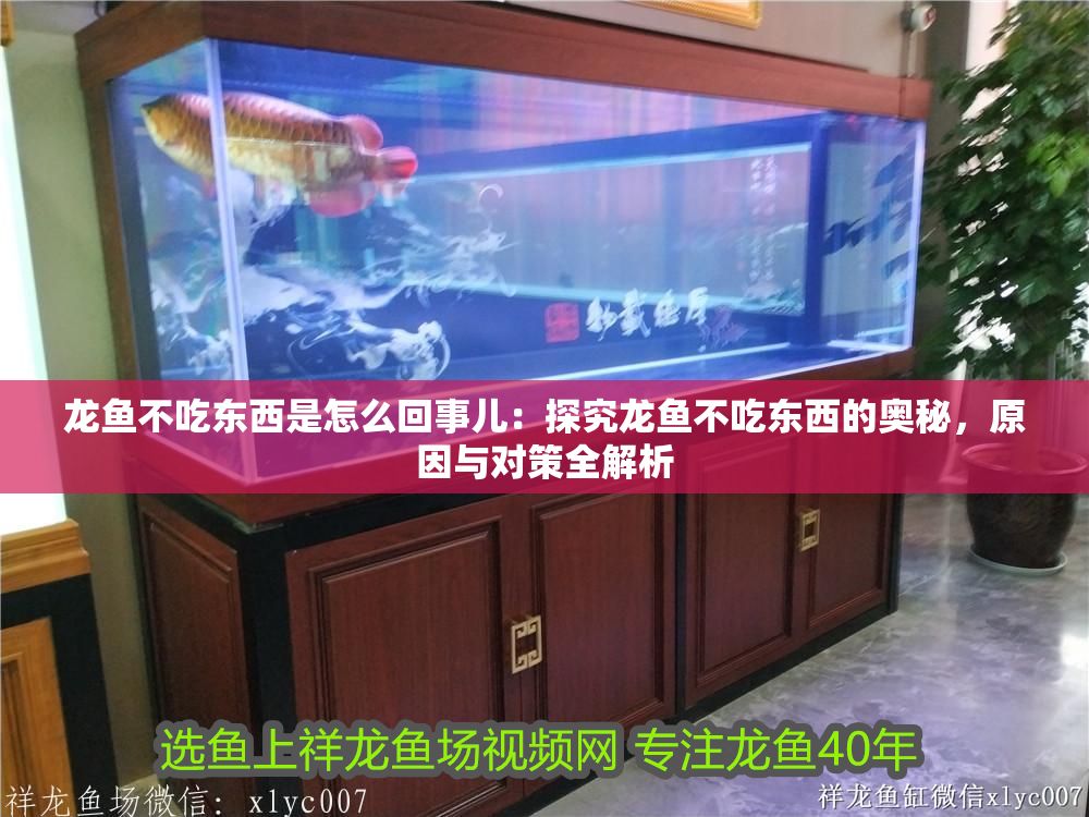 龍魚不吃東西是怎么回事兒：探究龍魚不吃東西的奧秘，原因與對策全解析