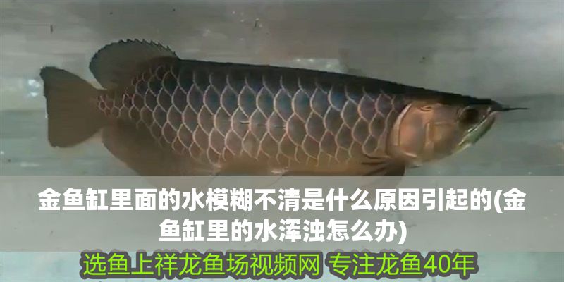 金魚(yú)缸里面的水模糊不清是什么原因引起的(金魚(yú)缸里的水渾濁怎么辦)