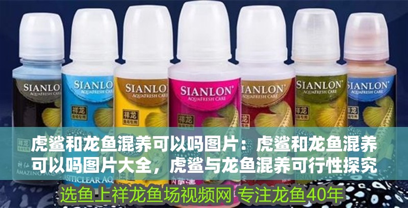 虎鯊和龍魚混養可以嗎圖片：虎鯊和龍魚混養可以嗎圖片大全，虎鯊與龍魚混養可行性探究及實景圖片展示