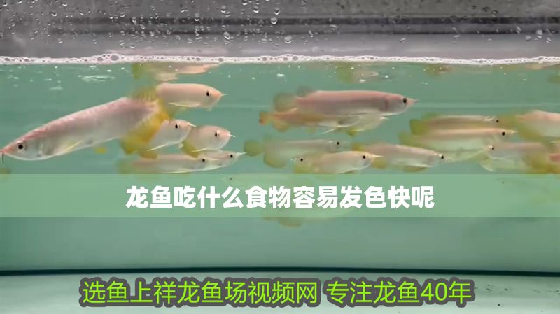 龍魚吃什么食物容易發(fā)色快呢