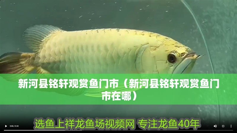 新河縣銘軒觀賞魚門市（新河縣銘軒觀賞魚門市在哪） 新河縣銘軒觀賞魚門市（新河縣銘軒觀賞魚門市在哪） 全國水族館企業名錄 第2張