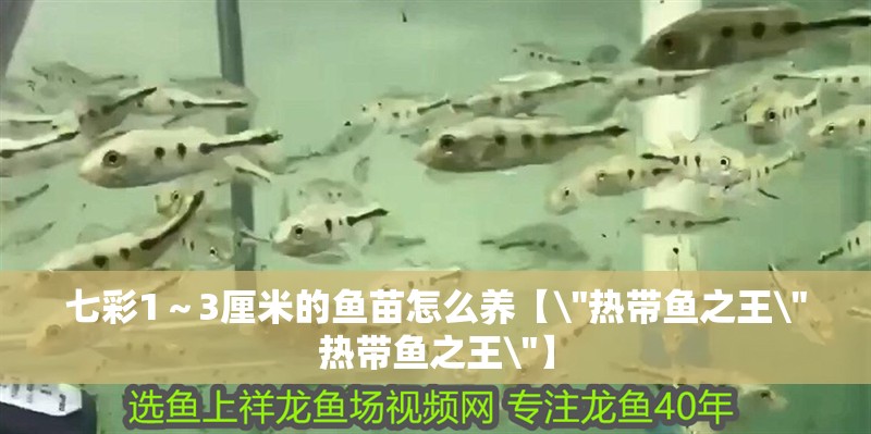 七彩1～3厘米的魚苗怎么養(yǎng)【\