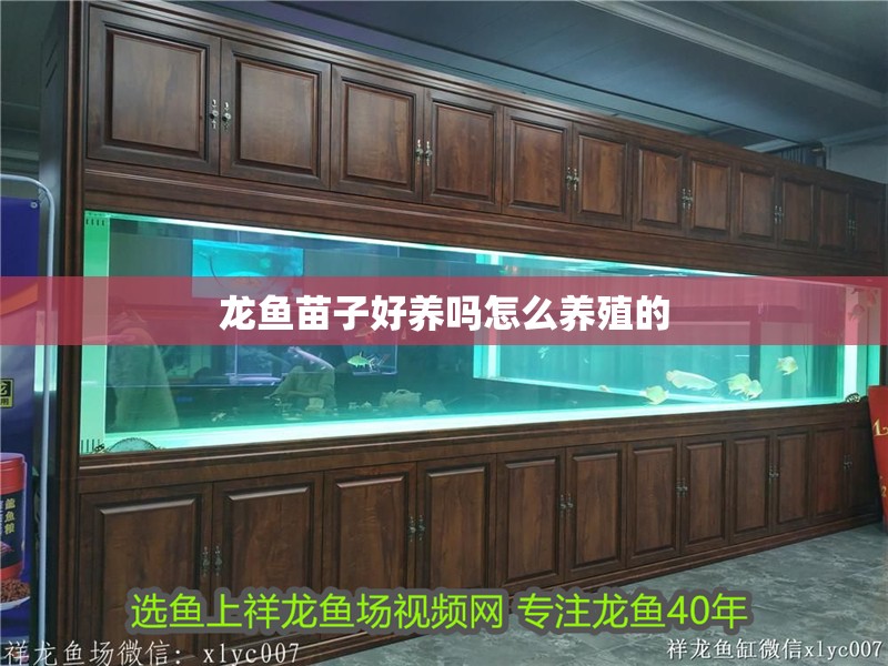 龍魚苗子好養嗎怎么養殖的