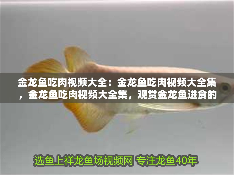 金龍魚吃肉視頻大全：金龍魚吃肉視頻大全集，金龍魚吃肉視頻大全集，觀賞金龍魚進食的