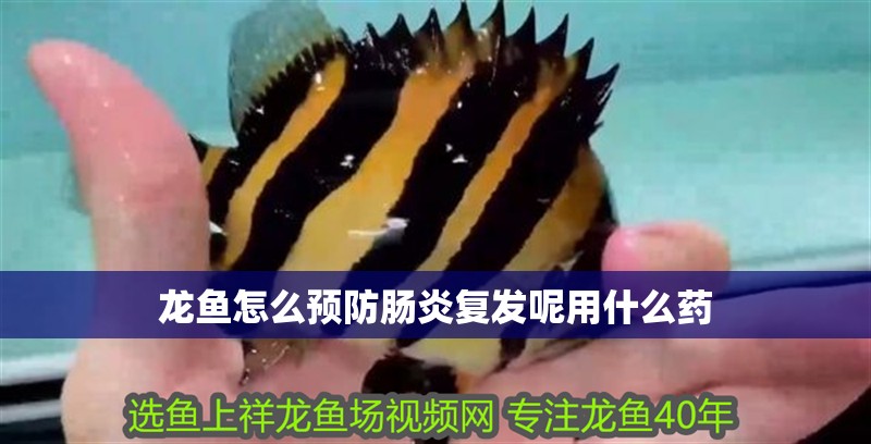 龍魚怎么預防腸炎復發呢用什么藥 龍魚百科 第4張 龍魚怎么預防腸炎復發呢用什么藥 龍魚怎么預防腸炎復發呢用什么藥 龍魚百科 第4張